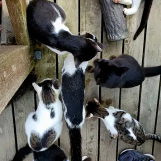 猫あつめすぎるネコ　　猫村さんさん