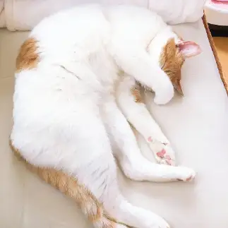 顔出しＮＧすぎるネコ　　なっちゅさん
