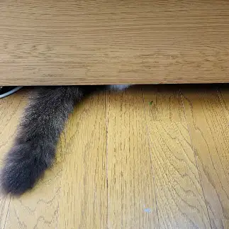 見えてますよ！いたずらして隠れ下手すぎるネコ　　こまっちゃんママさん