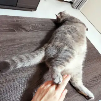お手！いや、お足すぎるネコ　　shi☆oさん