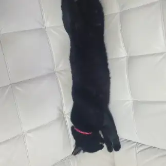 長すぎるネコ　　黒猫さとみさん