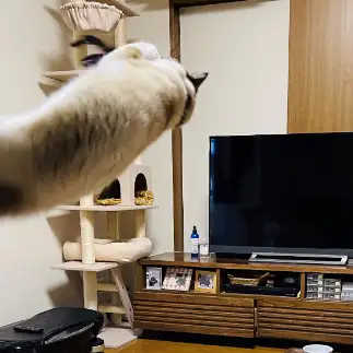 無重力すぎるネコ　　リンちゃんさん