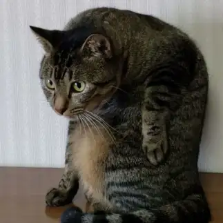 猫背すぎるネコ　　トラさん