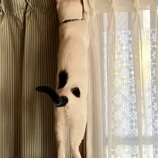 朝だからカーテン開けなきゃ！！！すぎるネコ　　ゆずさん