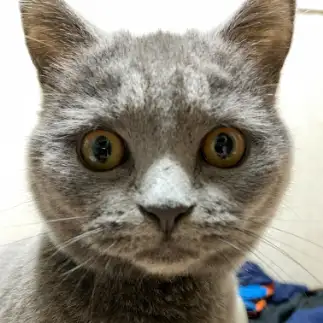 目力が強すぎるネコ　　コナツさん