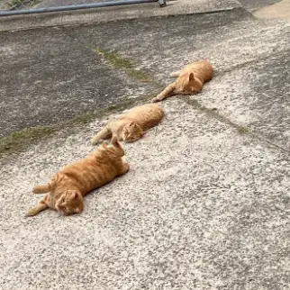 チャトラすぎるネコ　　ぽんちゃんさん