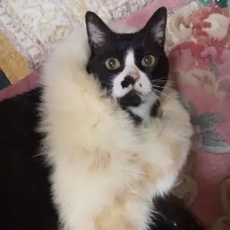 マダムすぎるネコ　　こてつさん