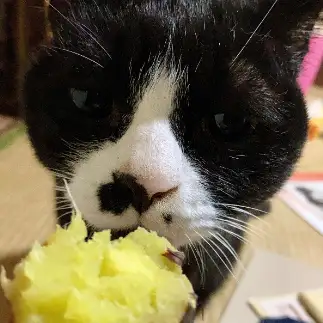 焼き芋が好きすぎるネコ　　こてつさん