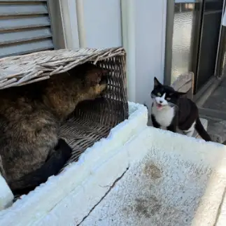絶対に仲良くなりたい猫と絶対にいやすぎるネコ　　ケンタロウさん