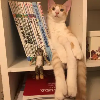 くつろぎすぎるネコ　　かおりさん