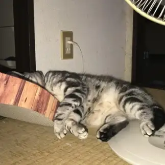 どうなっても眠すぎるネコ　　ライちゃんさん