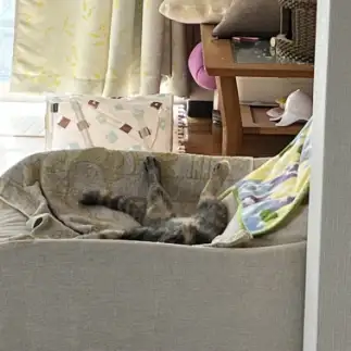 自由すぎるネコ　　まおさん