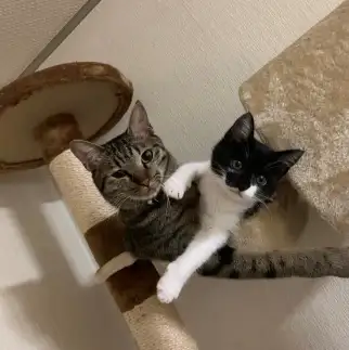 ぎゅうぎゅうすぎるネコ　　こた&あめさん
