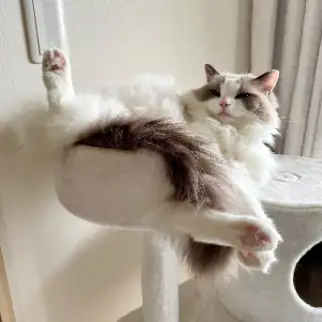 開脚しすぎるネコ　　マロンさん
