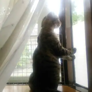 外への憧れが止まらなすぎるネコ　　ちゃあさん