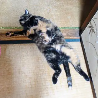 事件性ありすぎるネコ　　こてつさん