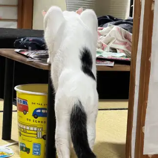 ムキムキすぎるネコ　　きょうくんさん