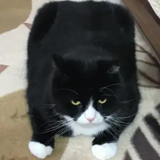 箱すぎるネコ　　舘上洋子さん