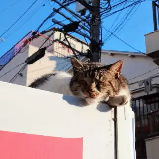 日向ぼっこが好きすぎるネコ　　ゆするめさん