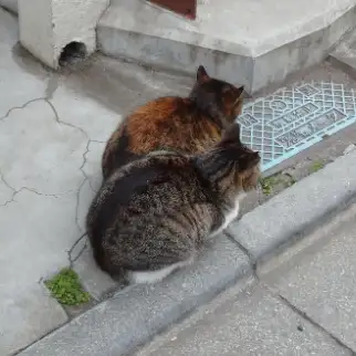 仲良くまんまるすぎるネコ　　ゆするめさん