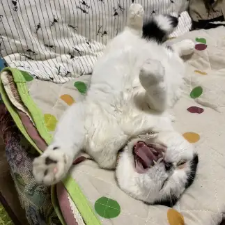 やだやだやだぁ～と、だだをこねすぎるネコ　　ぱんだるさん