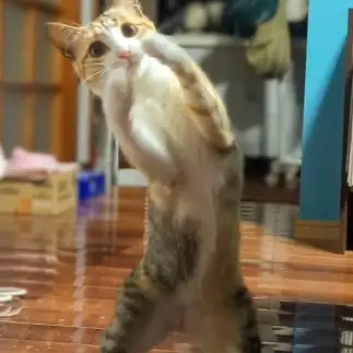 猫パンチはボクサーポーズすぎるネコ　　かたぴーさん