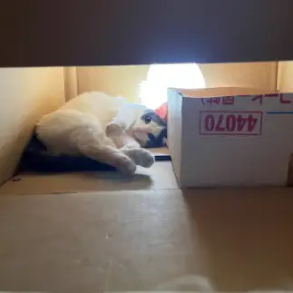 あざとすぎるネコ　　ミースケさん