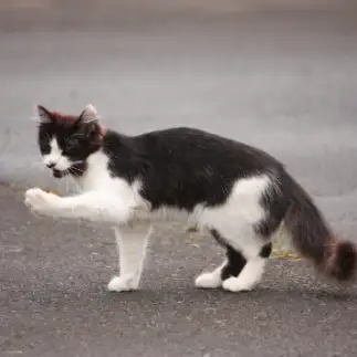 裏拳なんでやねんっ！すぎるネコ　　おいにゃんさん