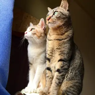 青春すぎるネコ　　エムティオさん
