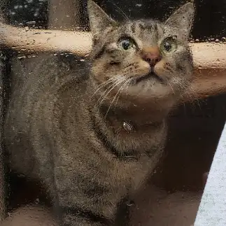 梅雨明けが待ち遠しすぎるネコ　　トラさん