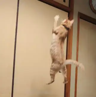 跳びすぎるネコ　　にゃんにゃんの姉貴分さん