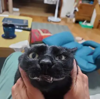 鬼瓦すぎるネコ　　黒猫さとみさん