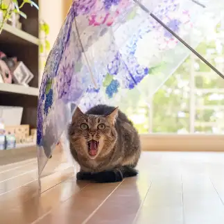 えーこれ外で使うものやったん！？すぎるネコ　　ゆずなつさん