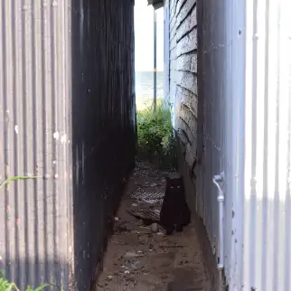 海への案内人すぎるネコ　　仙城 彩漓さん