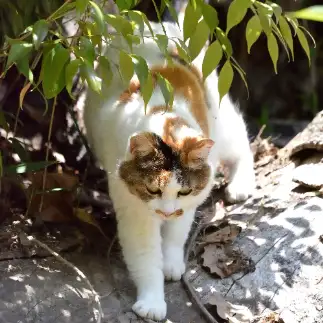 掛け軸の虎すぎるネコ　　仙城 彩漓さん