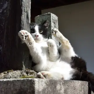 だらだら猫拳法すぎるネコ　　仙城 彩漓さん