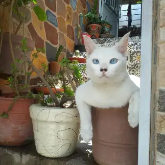 植物すぎるネコ　　ソリスヨウコさん