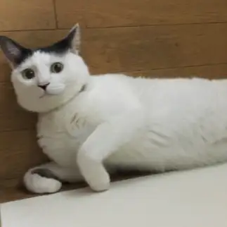まっすぐすぎるネコ　　ボーニャンさん