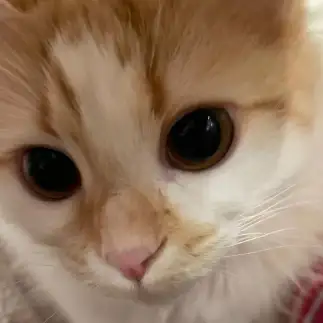 カメラ目線すぎるネコ　　すずハハさん