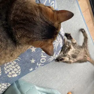 先住猫が大きすぎてびっくりしすぎるネコ　　ともちゃんさん