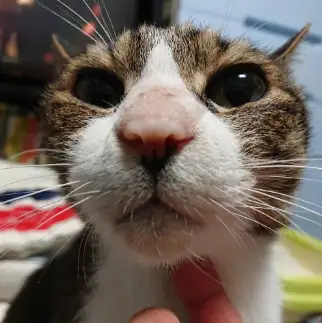 あごコショコショが好きすぎるネコ　　まさみさん