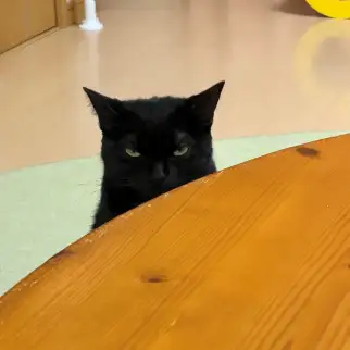 鬼おこすぎるネコ　　福と華さん