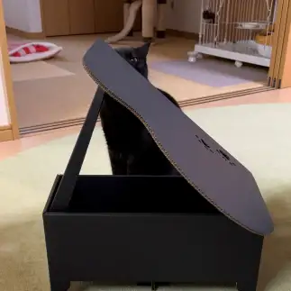 ピアニストすぎるネコ　　福と華さん