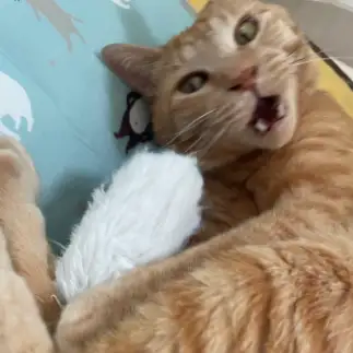 遊びたさすぎるネコ　　ハミィさん