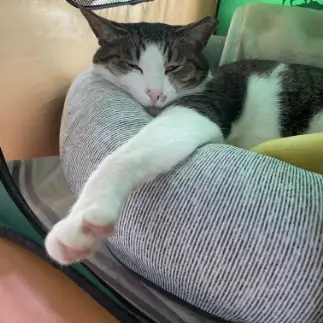 ネムネムすぎるネコ　　ハミィさん