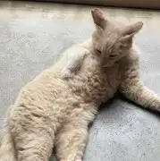 くつろぎすぎるネコ　　あんにゃさん