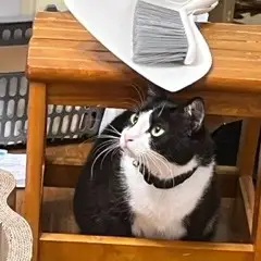 りりしすぎるネコ　　ハチさん