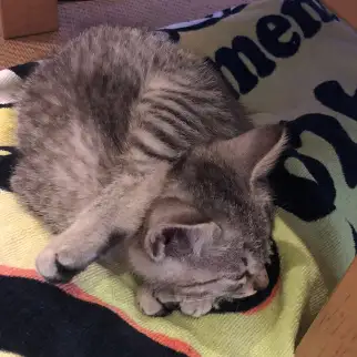 ヨガがすぎるネコ　　タニグチさん