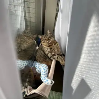 骨折したオッサンすぎるネコ　　豆太郎さん