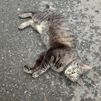 道路と同化しすぎるネコ　　めいめいさん
